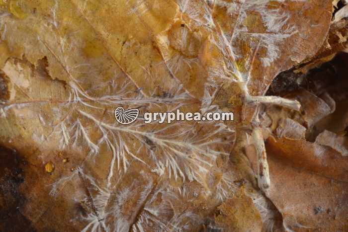 Mycélium sur feuilles mortes - gryphea.org